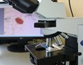 Geschäft: Das Mikroskop im Einsatz - Labor für Mikrobiologie und Hygiene