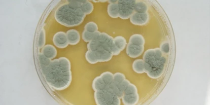 Lieferservice - bevorzugter Kontakt: per Telefon - Schimmelpilze - Labor für Mikrobiologie und Hygiene
