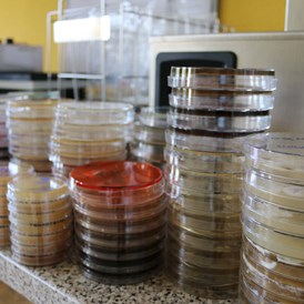Geschäft: Nährmedien für Bakterien und Pilze - Labor für Mikrobiologie und Hygiene