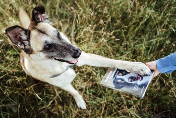 Geschäft: Buch "Marker-Training für Hunde: Auf Augenhöhe zum glücklichen und kooperativen Hund" von Ulrike Seumel. Erschienen im April 2020 im Kosmos Verlag. - Dog It Right