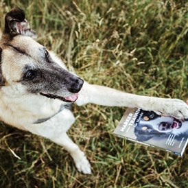 Geschäft: Buch "Marker-Training für Hunde: Auf Augenhöhe zum glücklichen und kooperativen Hund" von Ulrike Seumel. Erschienen im April 2020 im Kosmos Verlag. - Dog It Right